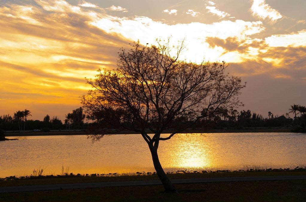 Okeeheelee Park sunset reflecting across lake behind silhouetted tree