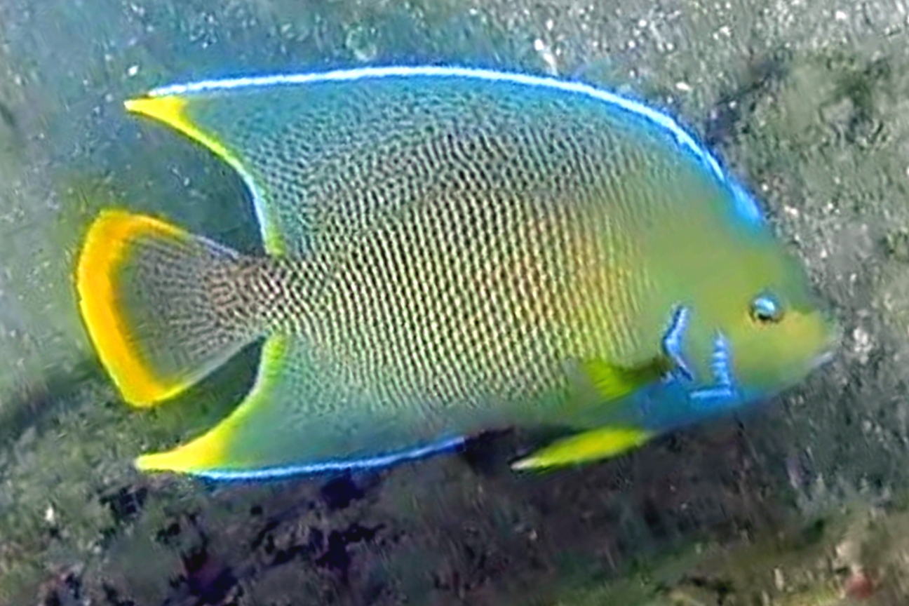 Blue Angelfish observed at Phil-Foster Park in West Palm Beach, Florida.